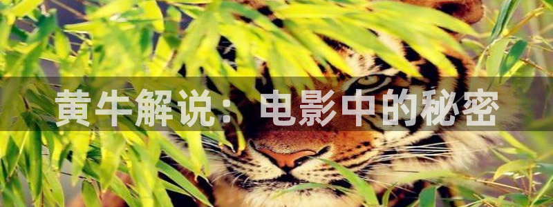 www.秋霞.con